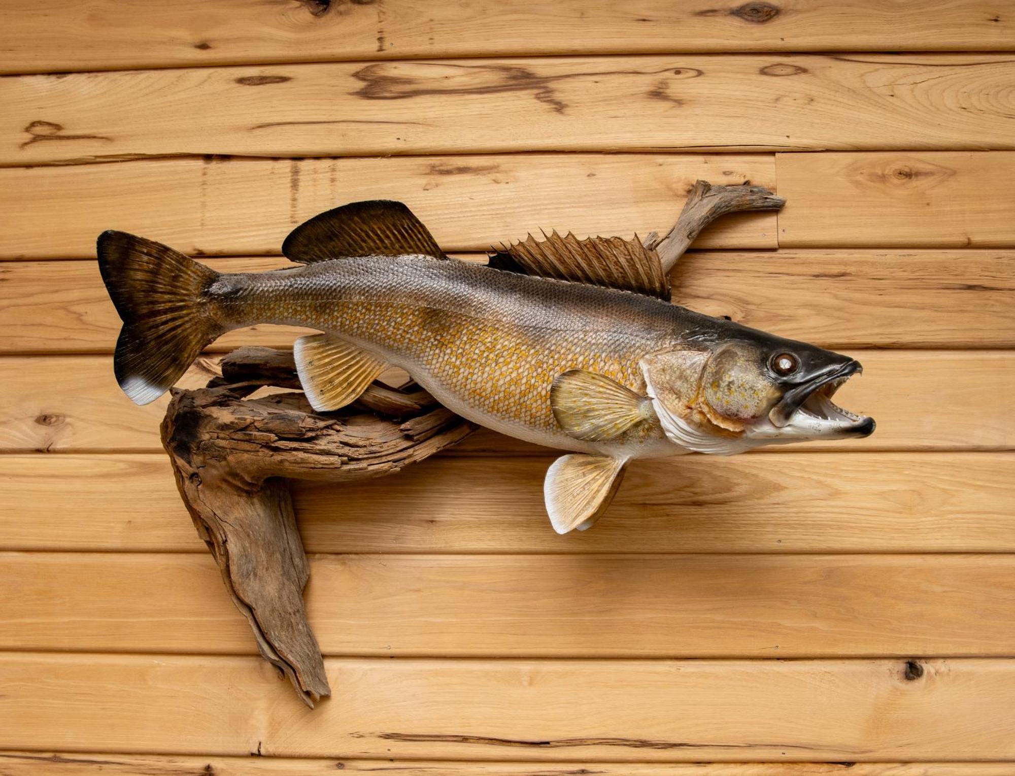 Walleye Inn Baudette 外观 照片